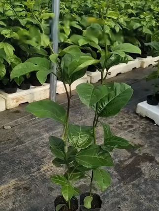 #果树苗 #百香果树苗 #口感特别好 #优质种苗 #优质农产品