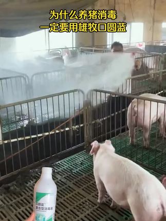 #养猪 #养猪人 养猪技术#猪圈消毒