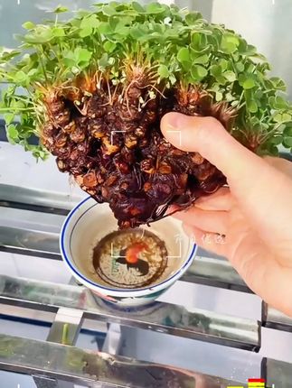 #酢浆草 #酢浆草种球 #爱生活爱养花 #养花人的乐趣