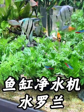 万万没有想到,居然这种才是适合养鱼新手的水草,不仅皮实好活好养,关键净水能力也是真的强。丢在缸里就是一坨成景。 #鱼缸水草 #养鱼新手 #鱼缸造景 #水草造景