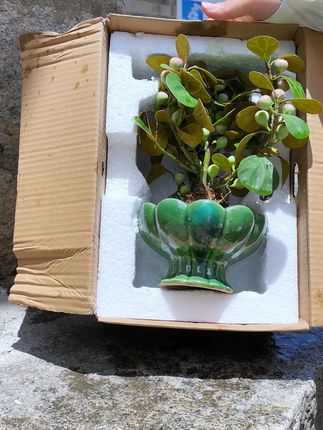 一花一世界,一叶一菩提,说的就是我们家的小盼菩提!