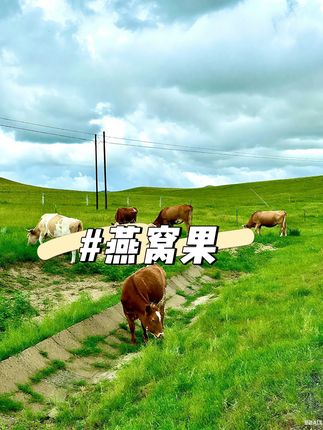正宗云南燕窝果#燕窝果 #软糯香甜 #水果 #云南燕窝果 #超级甜