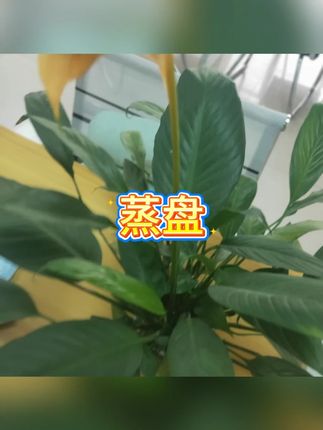 316L不锈钢通用蒸架 #蒸菜神器 #厨房必备 #健康蒸煮