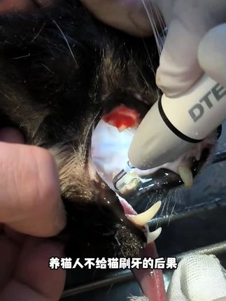 不要觉得给小猫咪刷牙离谱,定期清理很有必要#萌宠好物#猫咪刷牙#宠物牙刷