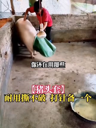 猪大师推荐 猪头套 安全健康 套猪神器,赶猪,打针更方便抓猪