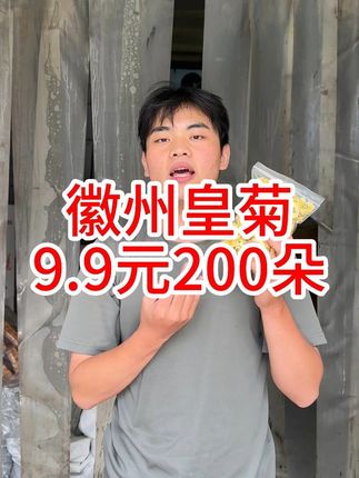 徽州皇菊 天气热喝点菊花茶,泡水喝非常好,老人小孩都可以喝。#徽州皇菊 #菊花 #菊花茶