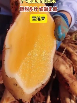 不愧是头茬#雪莲果 真的超级脆爽!汁水好足!满口的汁水#云南雪莲果 。。z