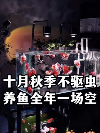 水族观赏鱼专用鱼蟲清内外通驱纯植物提取 #观赏鱼 #养鱼日记 #水族 #新手养鱼 #养鱼经验分享