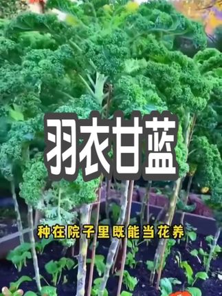 夏天到了,想种点菜的推荐您种点这个好吃又好看的#羽衣甘蓝种子 #羽衣甘蓝 既能当花赏又能当菜吃#羽衣甘蓝种子