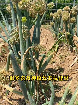 家里种植大葱大蒜韭菜的,一定要试试这款肥料#葱姜蒜 #葱姜蒜先锋 #三农 #肥料 #种植小技巧