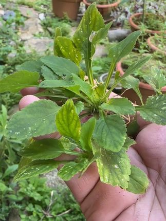 小小青草 大大能量#白花莲 #潮汕青草