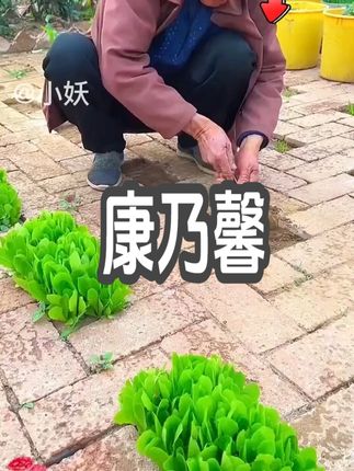 家里阳台花盆还空着的,推荐您一定种一点这个#重瓣康乃馨 有多种花色种子选择#康乃馨 #爱生活爱养花