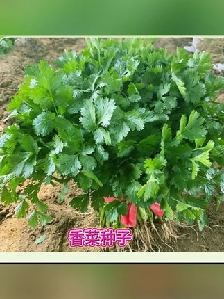 高温天气,推荐您种点这个耐热速生香菜吧,它香味浓郁不出老条子#香菜 #大叶香菜 #香菜种子 #蔬菜种子 #在家种菜