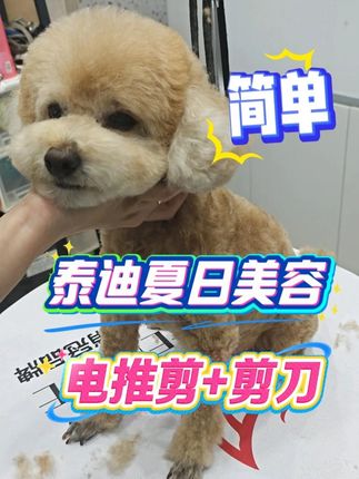 泰迪夏日美容!电推剪+剪刀!简单轻松教程! #泰迪 #狗狗美容师 #宠物美容教程 #狗造型教程 #泰迪美容剪毛教程