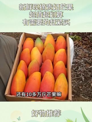 海南贵妃芒。这玩意真好吃,我刚收到就炫了两个!就是这个来自海南的贵妃芒,它果肉细腻嫩滑,没有筋也没有丝,一口下去满嘴都是香甜浓郁的汁水,真的太满足了,喜欢的朋友赶紧买回去尝尝吧!#海南贵妃芒 #贵妃芒 #海南水果 #贵妃芒果现摘发货 #测评