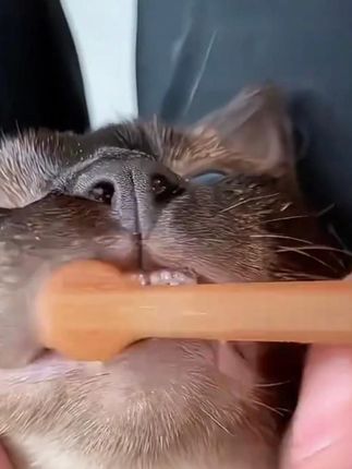 猫猫狗狗宠物牙刷套装养宠装备硅胶猫咪猫狗牙刷牙猫犬通用 #牙刷 #猫猫牙刷 #硅胶牙刷 #狗狗牙刷 #猫咪牙刷