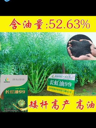 长虹油99油菜种子高产油菜籽矮杆新种原装正品黑油菜子杂交早熟种#油菜种子 #高产油菜籽 #矮杆油菜种 #早熟油菜种 #长虹油99