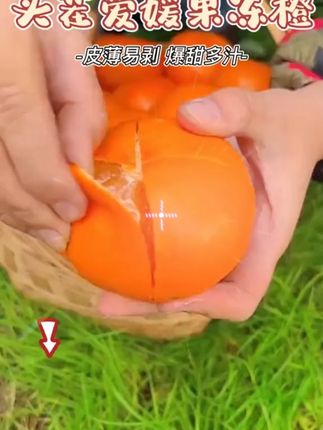 果肉像果冻一样细嫩的爱媛果冻橙🍊!皮薄如纸,清甜多汁还没有籽!直接吸着吃😋果味浓郁,甜而不腻,让人一口沦陷!#爱媛果冻橙 #橙子 #口感特别好 #新鲜采摘 #在抖音入手的好东西