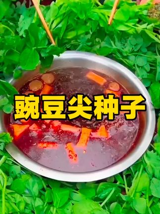 像韭菜一样可以多茬采收的#豌豆尖,易种植,味道清香#阳台种菜 #蔬菜种子 #优质农产品 #家庭种植