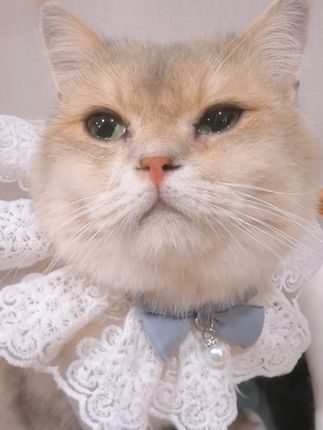 原来招财在偷偷做这件事... #萌宠出道计划 #招财猫 #流浪猫 #猫咪 #反转