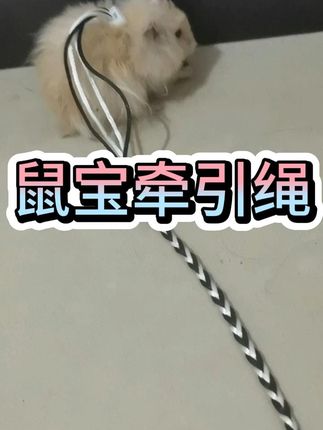 小宠宠物鼠兔蜥蜴胸背牵引绳防挣脱设计透气减震 防爆冲训练款 #小宠牵引绳仓鼠牵引绳溜鼠绳金丝 #小宠牵引绳 #小宠牵引绳蜜袋鼯牵引绳金丝熊小 #小宠牵引绳小宠牵引绳仓鼠外出绳 #小宠牵引绳宠物绳子仓鼠牵引绳背
