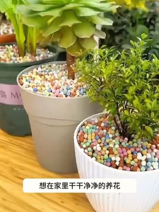 #彩色陶粒 铺面陶土养花透气水培漂亮五彩石批发营养土陶粒花盆垫底 #爱生活爱养花 #绿植花卉