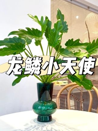 水培龙鳞小天使春羽水培绿植室内桌面盆栽好养活可净化空气花卉#花与生活 #室内盆栽 #绿植 #龙鳞小天使 #水培植物