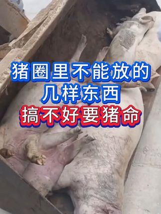 #养猪人 #养猪知识 #猪养殖 #养猪