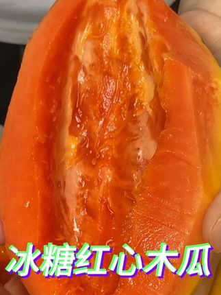 清甜软糯的冰糖红心木瓜,树上熟真的非常好吃#冰糖红心木瓜 #木瓜炖牛奶 #新鲜应季水果 #优质农产品