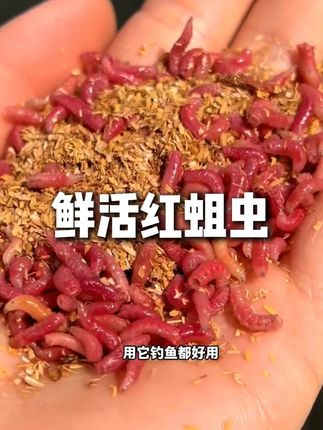 你还在用蚯蚓红虫钓鱼,老钓友已经用上活饵红蛆虫了,扭动的高蛋白是鱼儿拒绝不了的诱惑,关键是上饵不脏手,鱼儿给口也迅猛!#活饵钓鱼  #红蛆虫钓鱼  #钓鱼饵料  #红蛆虫 #爆护饵料