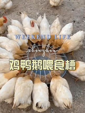 #鸡鸭鹅喂食槽 #喂鸡神器 #农村生活 #农村散养土鸡 #养殖