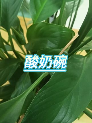 酸奶碗 配卡通大头勺 #高颜值餐具 #厨房好物 #美食配好器 #萌物分享 #碗