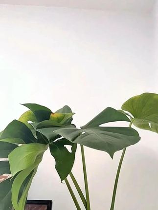 户外钓鱼 # 钓伞 # 渔之源大钓伞 # 钓伞推荐 # 拐杖钓鱼伞