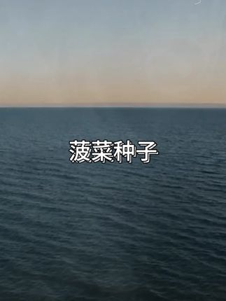 现在想种点菜,那就种点这个冬根菠菜#种菠菜 #纯天然绿色蔬菜 #一份耕耘一份收获 #蔬菜🥬 #蔬菜 #草本植物