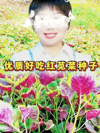 红苋菜种子圆叶速生蔬菜种子春季四季阳台庭院盆栽红圆苋菜种子 #红苋菜种子 #红苋菜 #苋菜种植 #优质种苗 #阳台小院均可种植 @DOU+小助手