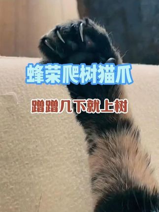 蜂荣新款爬树猫爪,助您轻松捉蜂 #猫爪#猫爪爬树#猫爪爬树神器#爬树神器#爬树工具