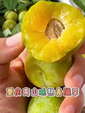 高山青脆李清甜好吃李子#青脆李 #水果 #李子 #好吃 #清甜