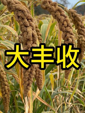 我们庙沟村的小米大丰收啦! #庙沟村 #丰收的季节 #农村生活 #记录真实生活 #乡村振兴