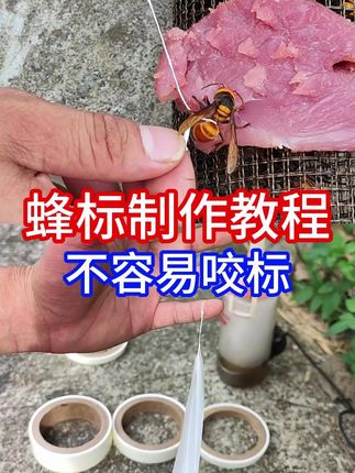 寻找野生马蜂窝 #三农 #马蜂 #蜂标 制作蜂标详细教程。