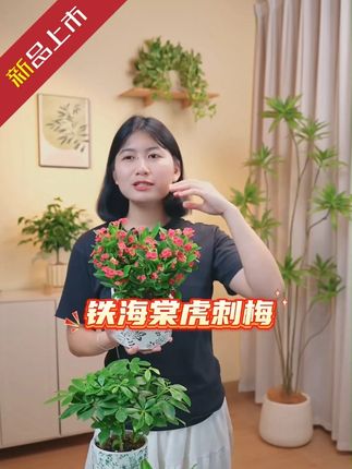 【呆鹅家-虎刺梅】四季开花绿植室内外阳台办公桌娇小好养盆景 【呆鹅家-虎刺梅】四季开花绿植室内外阳台办公桌娇小好养盆景 #好物推荐🔥 #铁海棠 #铁海棠盆栽 #虎刺梅 #花卉绿植
