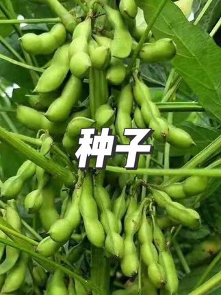毛豆种子早熟菜种籽蔬菜种孑九月鲜四季种植青豆菜豆#种子#毛豆种子#蔬菜种子#视频同款
