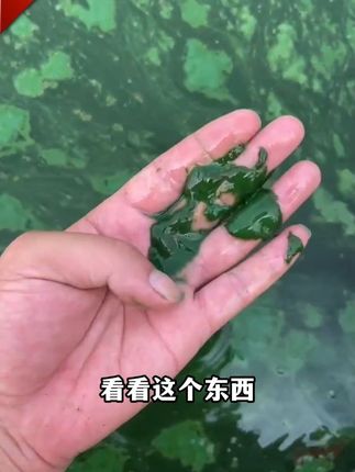 池塘出现油膜气泡赶紧用这个靓水二号,干净水色看得见#水产养殖 #四大家鱼养殖 #水产人 #高密度养殖 #钓鱼