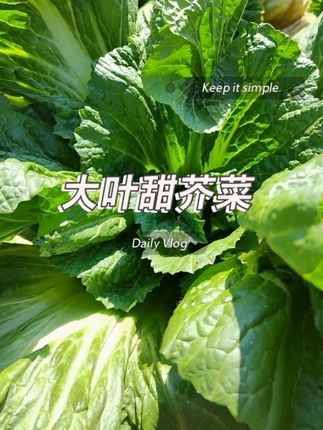 这款#大叶芥菜 ,不仅好吃还好种,撒撒种子浇浇水,你也种起来吧!#优质农产品 #蔬菜种子 #阳台小院均可种植 #种子