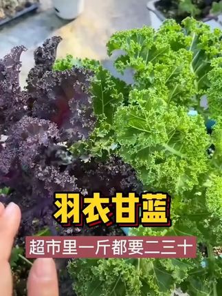 #羽衣甘蓝 既能当菜吃,又能当花赏,可连续采收#阳台花盆小院均可种植 #羽衣甘蓝种子