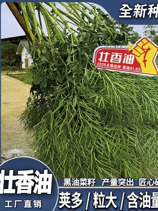 壮香油高产杂交种子优质种子 质量杠杠的好 老百姓关心的话题 (国审)壮香油高产杂交油菜种子榨油油菜抗病油菜籽抗倒伏抗寒抗冻#高产杂交油菜种子 #榨油油菜 #油菜籽 #壮香油 #优质种子