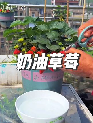 四季奶油草莓,种植简单,结果多,一年四季开花结果,喜欢你们也种些吧!#草莓种植 #阳台小院均可种植 #奶油草莓