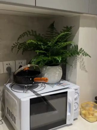 跟风买的吉姆蕨没有翻车,太棒了!既好看又好养,关键可以给家里净化空气很实用!#蕨类绿植盆栽 #净化空气 #吉姆蕨 #家养绿植推荐 #盆栽绿植