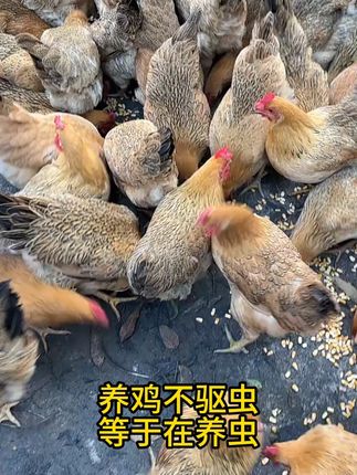 #鸡鸭鹅养殖 养鸡不驱虫,等于在养虫