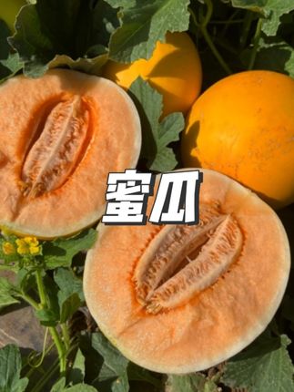 【小露专属】甘肃民勤沙漠蜜瓜 超甜 现采现摘坏果包赔 5/9斤#水果蜜瓜 #新鲜蜜瓜 #香甜蜜瓜 #多汁蜜瓜 #蜜瓜