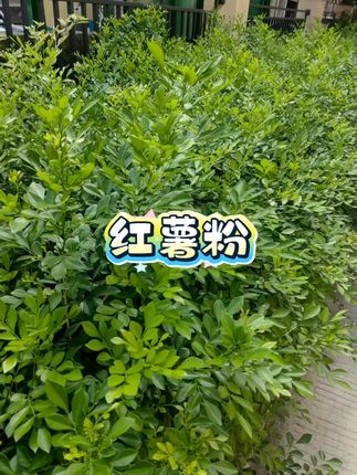 【到手5斤】正宗纯手工红薯粉条农家细粉条火锅粉酸辣粉自然晾晒D#红薯粉 #红薯粉条 #细粉条